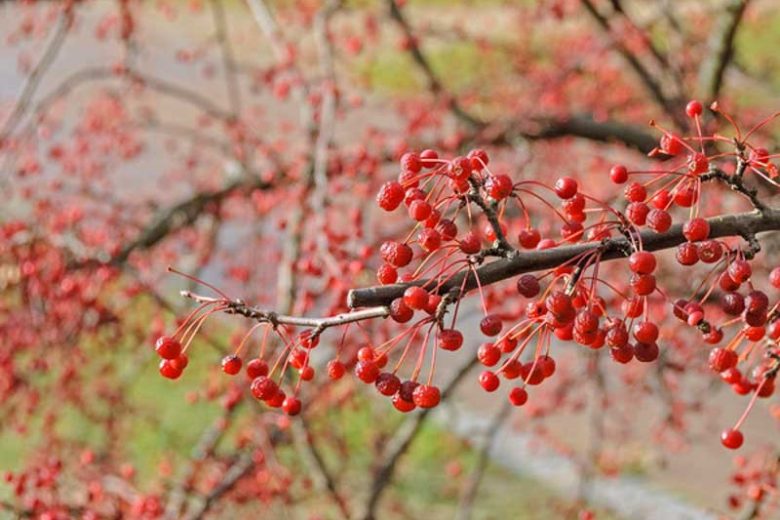 Malus sargentii, Sargent Crabapple, Malus toringo subsp. sargentii, Fragrant Shrub, Fragrant Tree, Red fruit, Red berries, Winter fruits