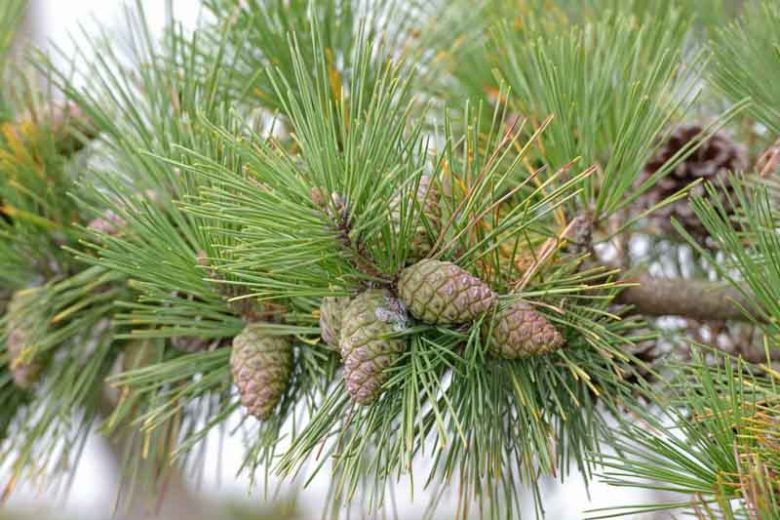 Pinus thunbergii, Japanese Black Pine, Green Pine, Thunberg Pine, Evergreen Conifer, Evergreen Shrub, Evergreen Tree,