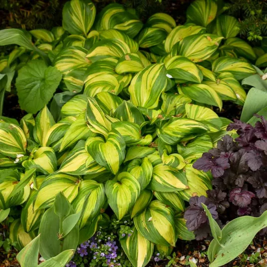 Hosta Rainbow's End, Variegated Plantain lily, Plantain Lily Rainbow's End, Shade perennials, Plants for shade