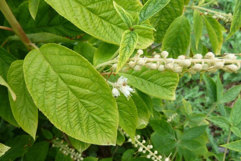 Clethra acuminata, Mountain Pepperbush, Mountain Sweet Pepperbush, Cinnamon Clethra, Fragrant Shrub, White Flowers