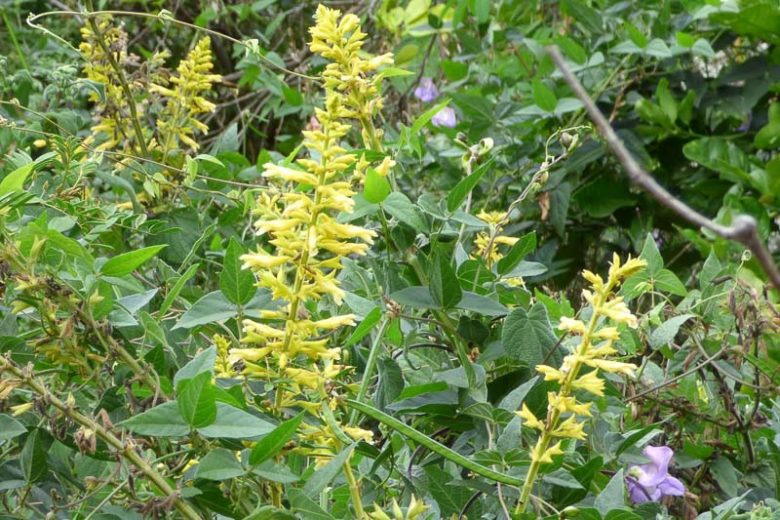 Salvia madrensis, Forsythia Sage, Yellow Sage, Yellow Salvia, Fragrant Sage