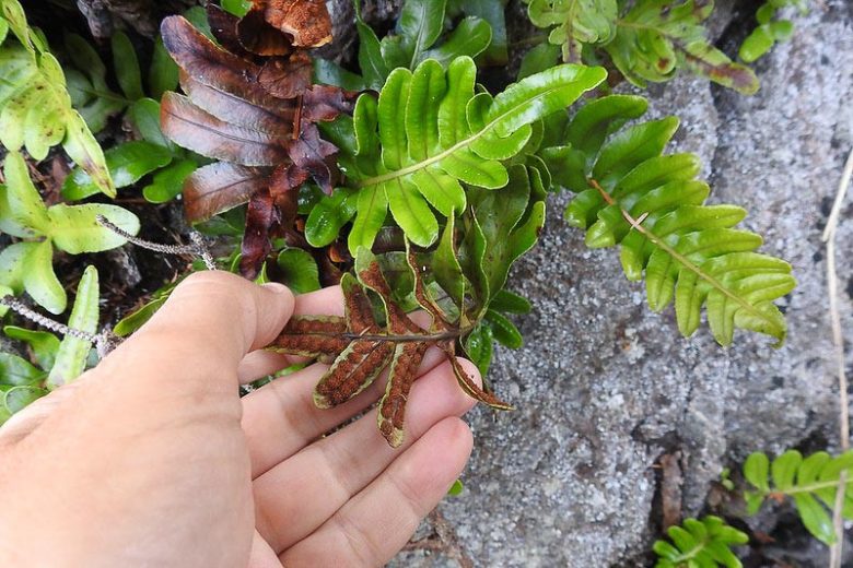 Polypodium scouleri,  Leathery Polypody, Rock Polypody, Evergreen Fern, Shade Evergreen Plants, California Native Plants