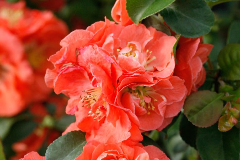 Chaenomeles speciosa Double Take Peach™, Japanese Quince Double Take Peach™, Flowering Quince Double Take Peach™, Japanese Flowering Quince, Green flowers, Early Spring blooms