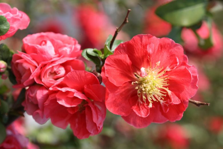 Chaenomeles speciosa Double Take Pink™, Japanese Quince Double Take Pink™, Flowering Quince Double Take Pink™, Japanese Flowering Quince, Pink flowers, Early Spring blooms