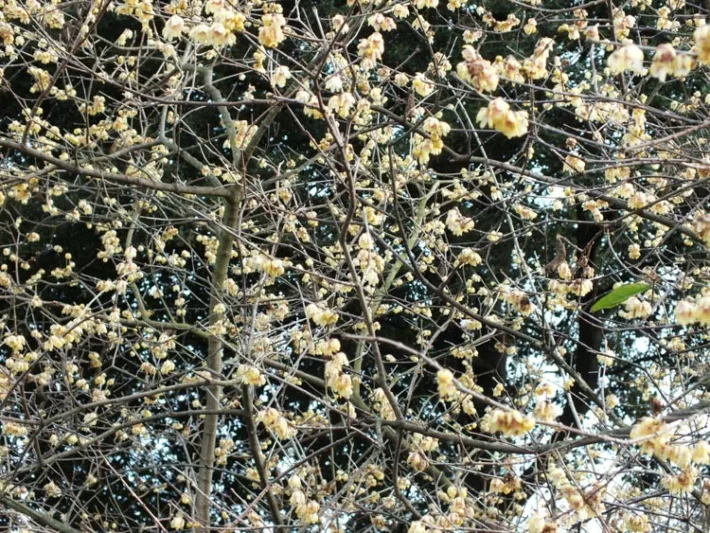 Chimonanthus praecox 'Grandiflorus' (Wintersweet)