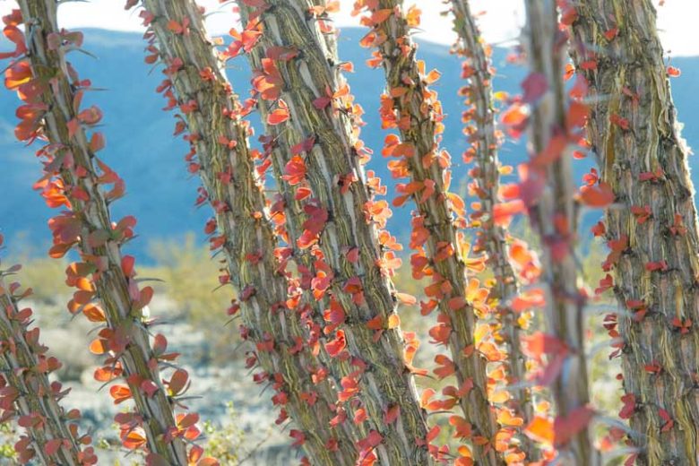 Fouquieria splendens, Ocotillo,  Desert Shrub, Mediterranean shrubs, Evergreen Shrubs, Red flowers,  drought tolerant flowers