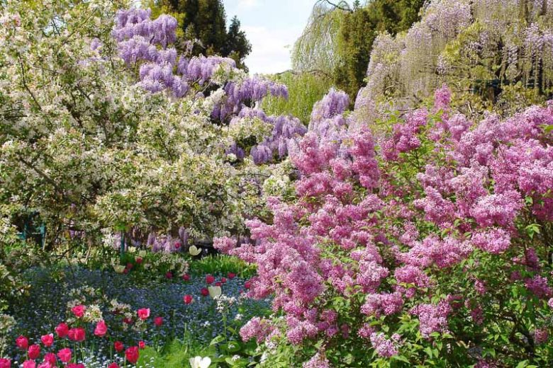 Syringa josikaea, Hungarian Lilac, Lady Josika's Lilac, Fragrant Lilac, Purple Flowers, Fragrant Shrub, Fragrant Tree, Purple Lilac