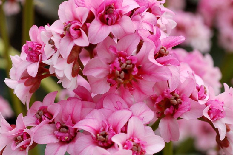 Bergenia 'Sakura', Elephant's Ears 'Sakura', Pig Squeak 'Sakura', Pink Bergenia, Evergreen Perennial, Shade Perennial