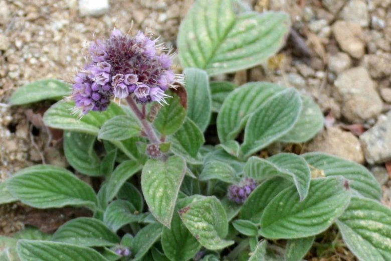 Phacelia californica, California Phacelia, Rock Phacelia, California Scorpionweed, Purple Flowers, Purple perennials