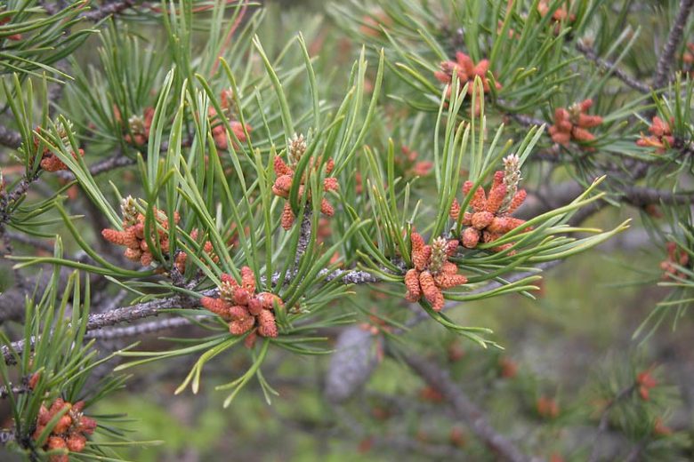 Pinus pungens, Table Mountain Pine, Hickory Pine, Prickly Pine, Evergreen Tree, Evergreen Shrub, Conifer