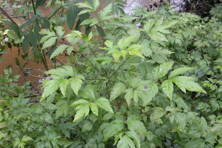 Xanthorhiza simplicissima, Yellowroot, Yellow Root, Shrub Yellowroot, Xanthorhiza apiifolia