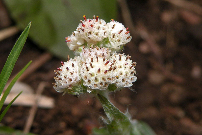 Antennaria plantaginifolia (Pussytoes)
