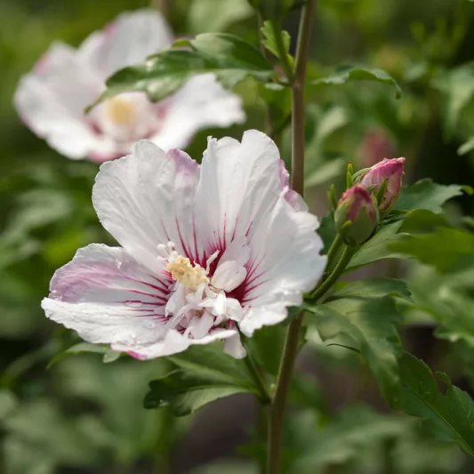 Hibiscus syriacus First Editions® Fiji™, Rose of Sharon First Editions® Fiji™, Shrub Althea First Editions® Fiji™, Hibiscus syriacus 'Minspot', Hibiscus syriacus Pinky Spot, Flowering Shrub, White flowers, White Hibiscus