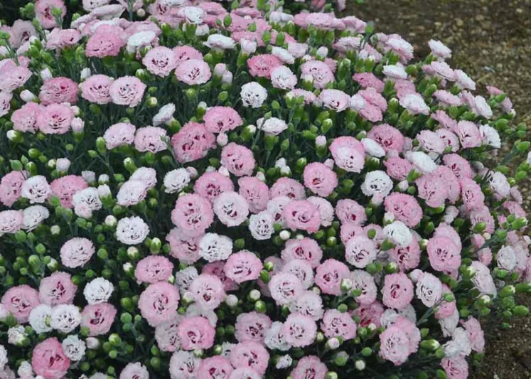 Dianthus 'Appleblossom Burst', Pink 'Appleblossom Burst', Appleblossom Burst Pink, Pretty Poppers Series, Pink Flowers, Pink Dianthus, Pink Garden Pink