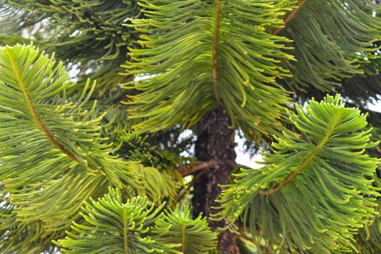 Araucaria heterophylla, Norfolk Island Pine, House Pine, Evergreen Conifer, Evergreen Shrub, Evergreen Tree,