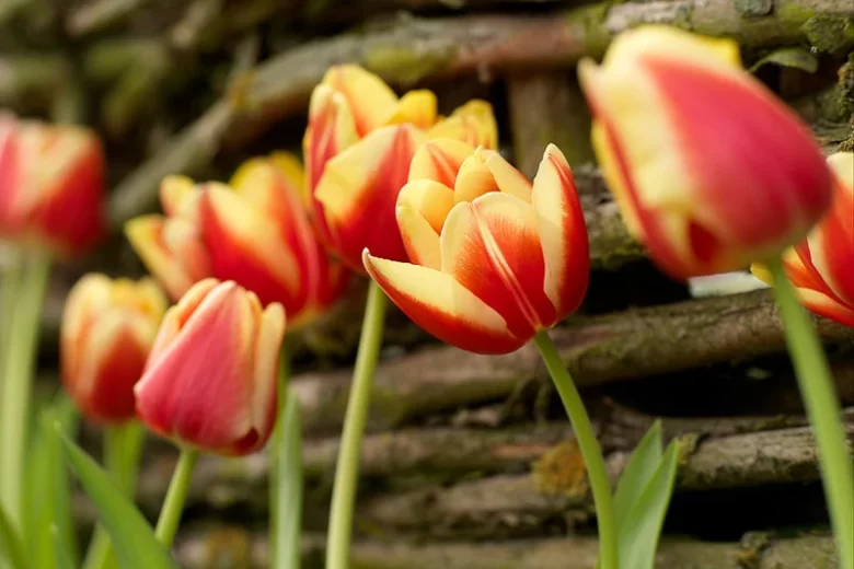 Tulipa 'Leen Van Der Mark',Tulip 'Leen Van Der Mark', Triumph Tulip 'Leen Van Der Mark', Triumph Tulips, Spring Bulbs, Spring Flowers, Red Tulip, Bicolor Tulip, Yellow Tulip