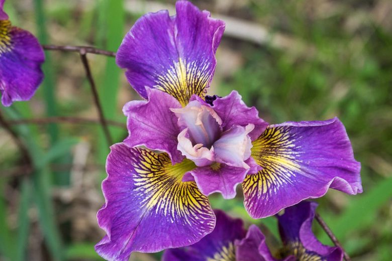 Siberian Iris Charming Billy, Iris Sibirica Charming Billy, Siberian flag Charming Billy, Purple Flowers, Purple Iris, Purple Siberian iris