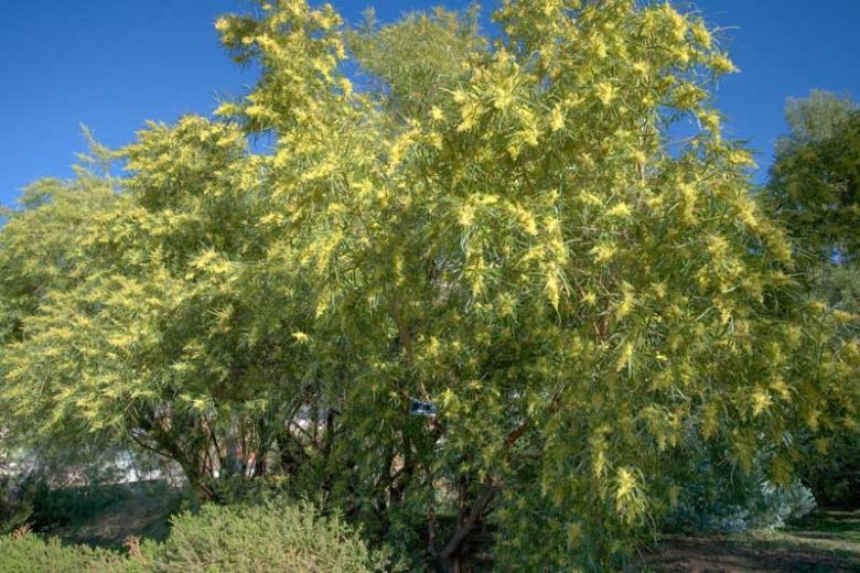 Searsia lancea, African Sumac, Willow Rhus, Black Karee, Rhus lancea, Evergreen Trees, Yellow Flowers