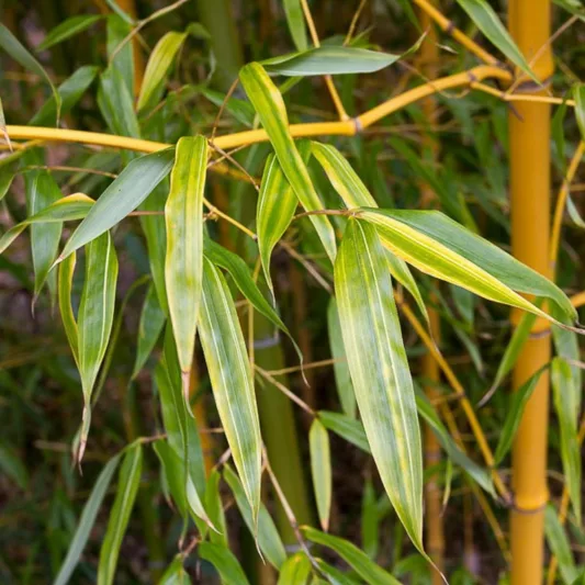 Phyllostachys bambusoides 'Holochrysa', Allgold Bamboo, Running Bamboo, Evergreen Bamboo, Shade plants, shade perennial, plants for shade, plants for wet soil