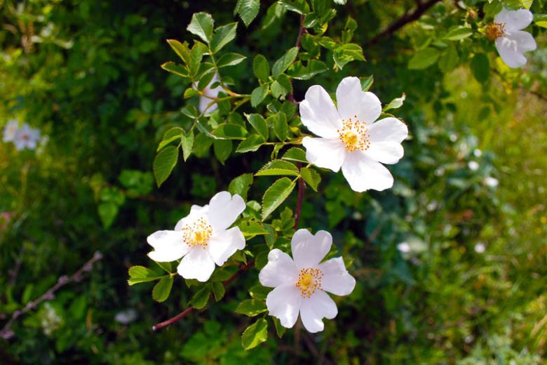Rose sempervirens, Evergreen Rose, Evergreen Rambler Rose, Evergreen Climbing Rose, White roses, Rose bushes, Garden Roses