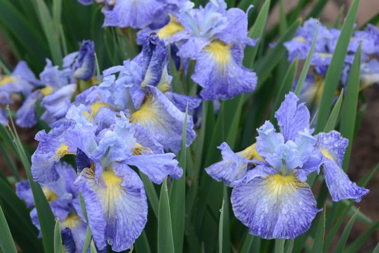 Siberian Iris Cape Cod Boys, Iris Sibirica Cape Cod Boys, Siberian flag Blueberry Fair, Blue Flowers, Blue Iris, Blue Siberian iris