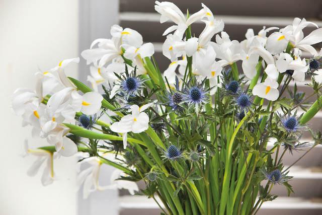 Iris Hollandica, Dutch Iris, Late spring blooms, Early summer blooms, Iris Casablanca, White Iris, White dutch iris