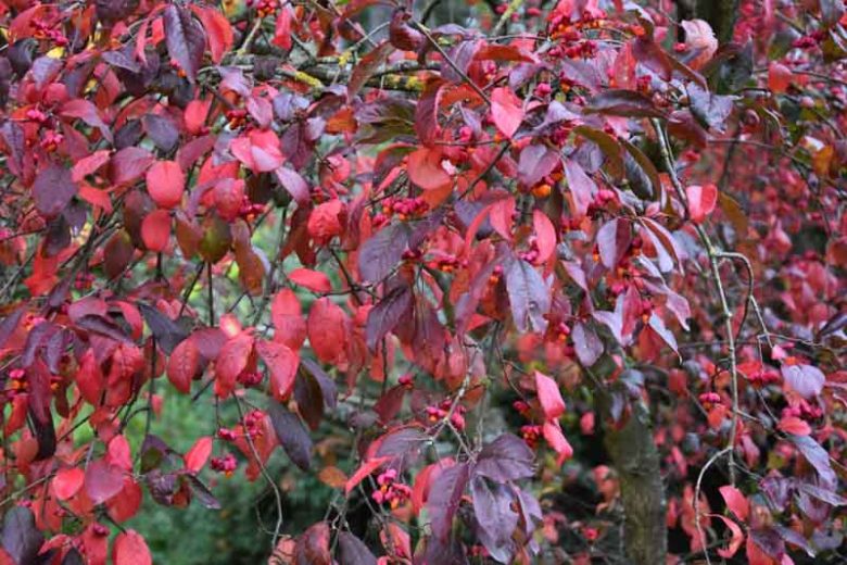 Euonymus europaeus 'Red Cascade',  Spindle 'Red Cascade', shrubs, fall color, shrub with berries, red leaves