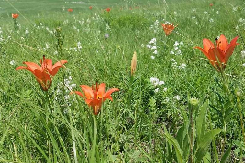 Lilium philadelphicum, Wood Lily, Wood Lily,  Northern Red Lily, Red Lily, Species Lilies, Summer flowering Bulb, flowering lilies, Orange Lilies