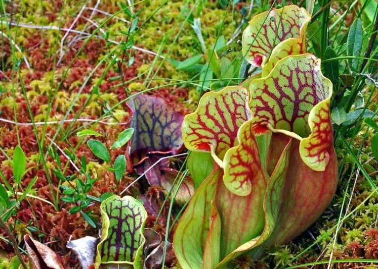Sarracenia purpurea (Purple Pitcher Plant)