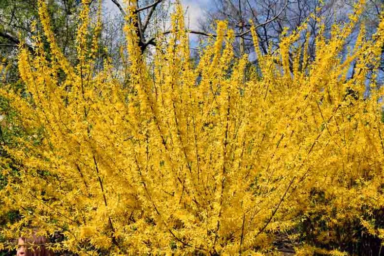 Forsythia x intermedia, Border Forsythia, Common Forsythia, Yellow Flowers,  Winter Flowers, Early spring flowers, flowering shrubs, hardy shrubs