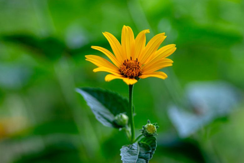 Helianthus decapetalus, Thinleaf Sunflower, Ten-Petaled Sunflower, Thin-leaved Sunflower, Pale Sunflower, Yellow Flowers, Yellow Perennials