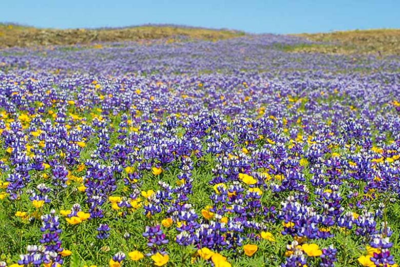 Eschscholzia caespitosa, Tufted Poppy, Tufted-Poppy, Foothill Poppy, Tufted Eschscholzia, California Poppies, Yellow flowers