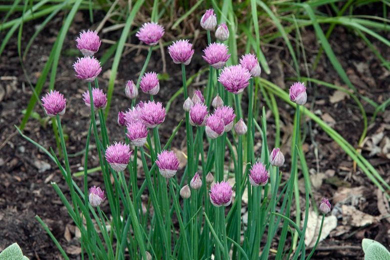 Allium Schoenoprasum 'Forescate', Chives 'Forescate', Chives, Chives Plant, Chives Flower, Cive, Onion Grass, Aromatic Herb, Cooking Herb