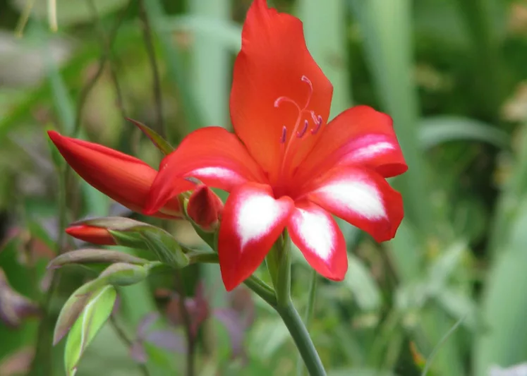 Gladiolus cardinalis, Waterfall Gladiolus, Cardinal Red Sword Lily, Corn-Flag, New Year Lily, Superb Gladiolus, Hardy Gladiolus,  Red Gladiolus, Red Sword Lily