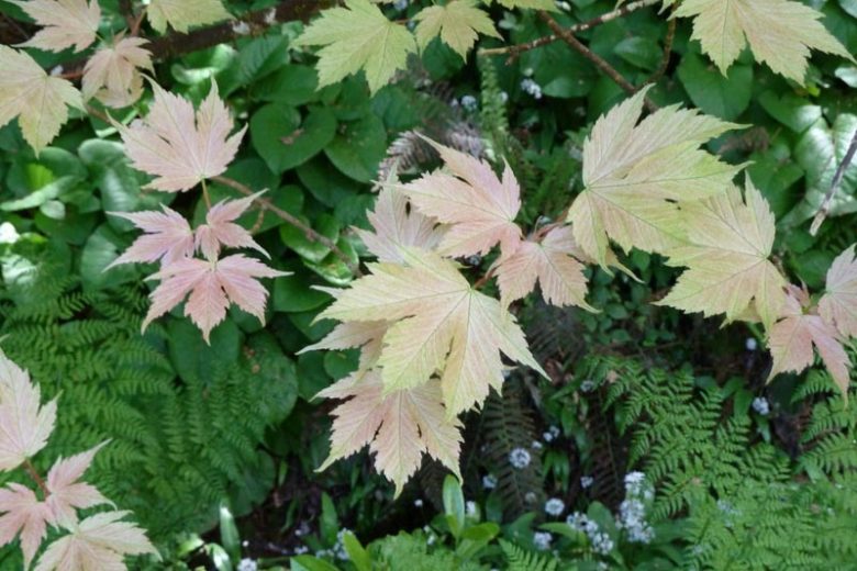 Acer pseudoplatanus 'Brilliantissimum', Sycamore 'Brilliantissimum', Pink Sycomore, Sycamore Maple, Pink Acer, Pink Leaves