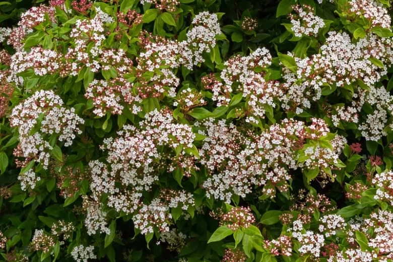 Viburnum Tinus, Laurustinus, Evergreen Shrub, shrub with berries, white flowers, flowering shrub, blue berries, fragrant shrubs