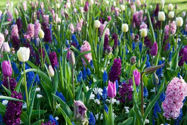 Hyacinthus Orientalis 'Woodstock', Hyacinth 'Woodstock', Dutch Hyacinth, Hyacinthus Orientalis, Common Hyacinth, Spring Bulbs, Spring Flowers, purple hyacinth, hyacinth,early spring bloomer, mid spring bloomer,Woodstock