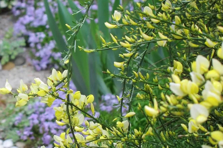 Cytisus scoparius 'Moonlight', Scotch Broom,Mediterranean plants, Mediterranean shrubs, Yellow flowers