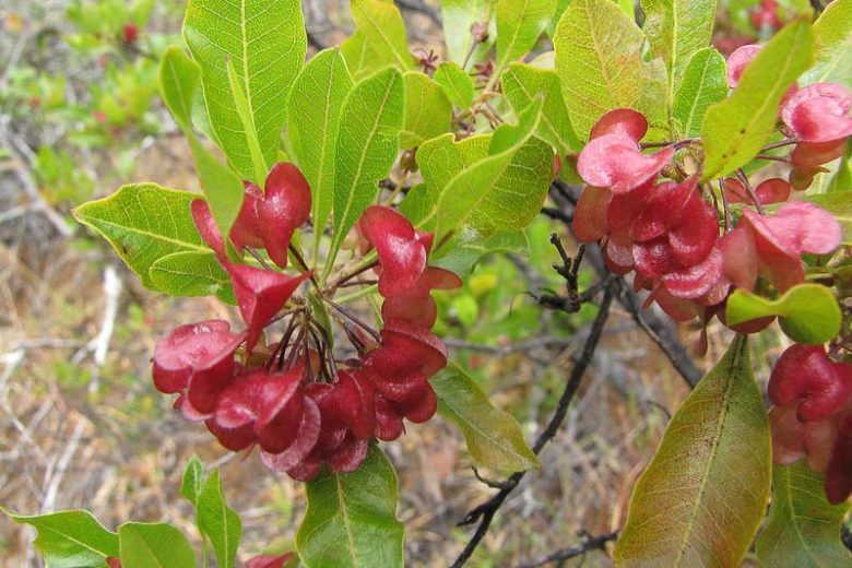 Dodonaea viscosa, Florida Hopbush, Hopseed Bush, Switch Sorrel, Varnish Leaf, Hopbush, Chapoliztle, Casol, Akeake, Dodonaea cuneata