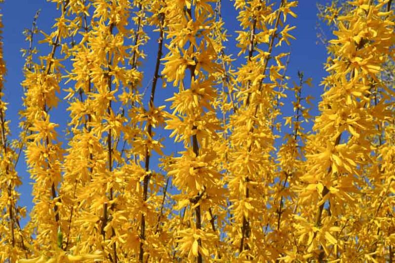 Forsythia suspensa, Weeping Forsythia, Yellow Flowers,  Winter Flowers, Early spring flowers, flowering shrubs, hardy shrubs
