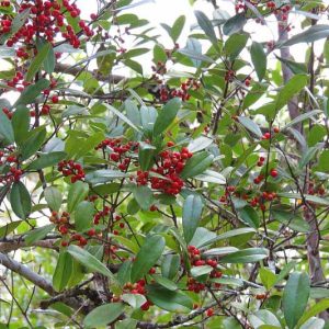 Ilex cassine, Dahoon, red berries, evergreen shrub, Aquifoliaceae, Berry, holly, Ilex, winter shrub