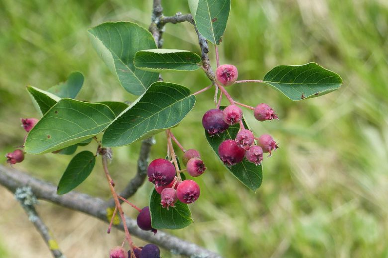 Amelanchier stolonifera, Running Serviceberry, Amelanchier spicata, Flowering Shrub, Fall color, Shrub with berries