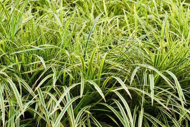 Ophiopogon jaburan  'Vittatus', Aztec Grass 'Vittatus', Giant Lilyturf 'Vittatus', Mondo Grass 'Vittatus', Snakebeard 'Vittatus', White Lilyturf 'Vittatus', Variegated grass