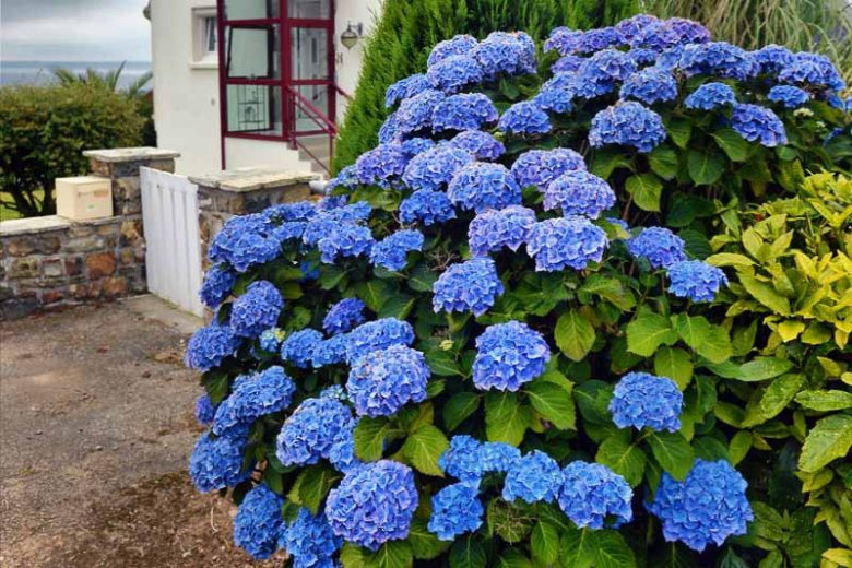 Hydrangea Macrophylla 'Blue Heaven', Bigleaf Hydrangea 'Blue Heaven', Hydrangea 'Blue Heaven', Forever & Ever Series, Pink Hydrangea, Blue Hydrangea, Bicolor Hydrangea