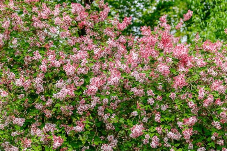 Syringa Josee, Lilac 'Josee', Syringa 'Morjos 060f', Syringa vulgaris 'Josee' , Bicolor Lilac, Pink lilac, Fragrant Lilac
