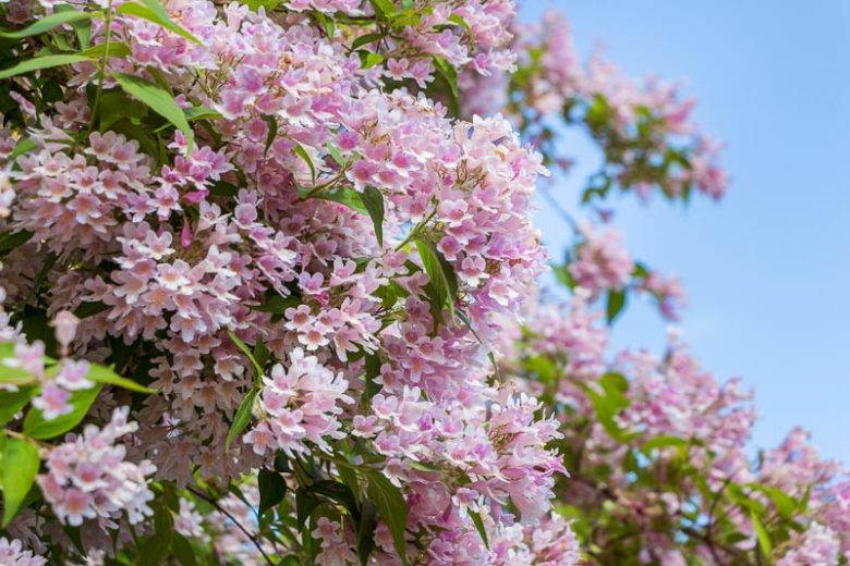 Kolkwitzia amabilis, Beauty Bush, Pink Flowers, Drought Tolerant shrub