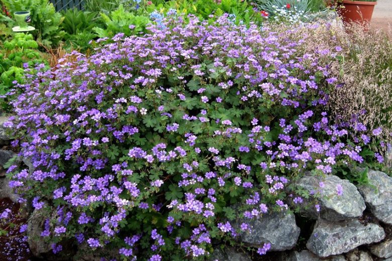 Geranium pyrenaicum 'Bill Wallis', Mountain Cranesbill 'Bill Wallis', Hardy Geraniums, Best geraniums, Best rock garden Geranium, Blue geranium, Purple geranium