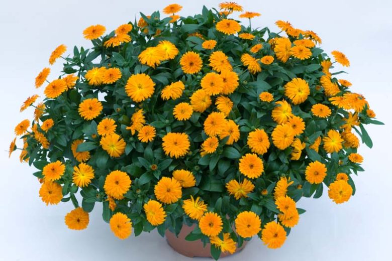 Calendula Lady Godiva® Orange, Pot Marigold Lady Godiva® Orange, English Marigold Lady Godiva® Orange, Orange Calendula, Orange Pot Marigold, Orange Marigold