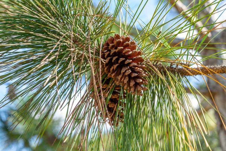 Pinus elliottii, Slash Pine,  Yellow Slash Pine, Swamp Pine, Florida Slash Pine, South Florida Slash Pine, Dade County Slash Pine, Dade County Pine, Cuban Pine, Evergreen Tree, Conifer