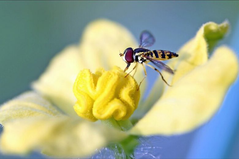 Hoverfly, Hoverflies